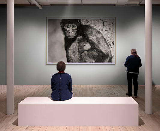 Acrobate des forêts III