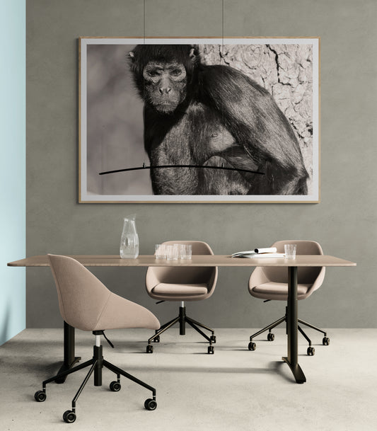 L’Acrobate des forêts I