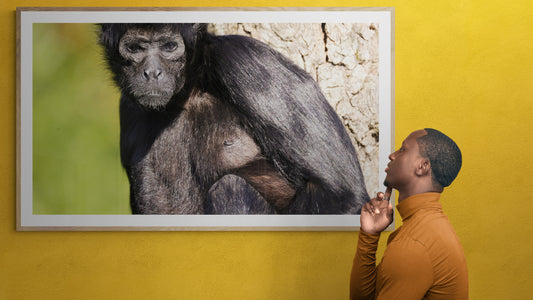 Acrobate des forêts II