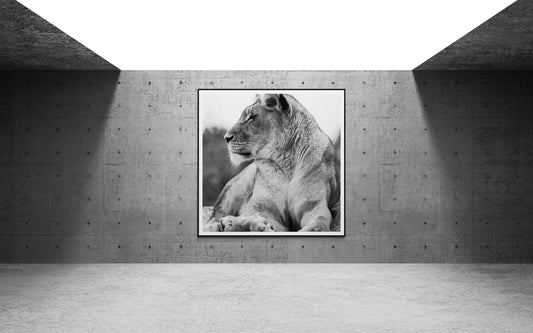 Regard souverain II