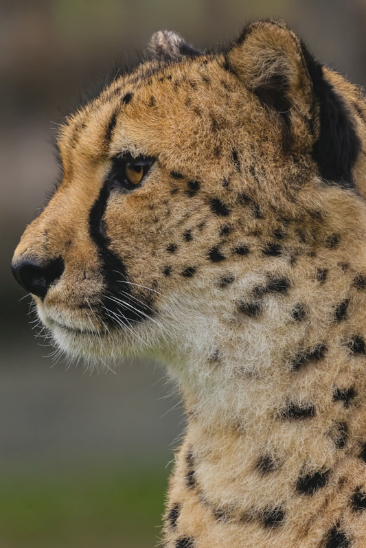 Guépard en fleurs